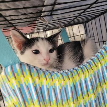 Charlie Bucket -  Domestic Short Hair Cat for Adoption in Westminster, California - Charlie Bucket | PetCurious