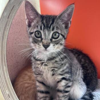 Cow -  Domestic Short Hair Cat for Adoption in Los Angeles, California - Cow | PetCurious