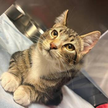 Lefty -  Domestic Short Hair Cat for Adoption in Chehalis, Washington - Lefty | PetCurious