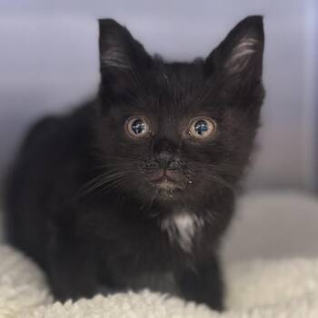 Digby -  Domestic Short Hair Cat Available for Adoption in Columbus, Ohio - Digby | PetCurious
