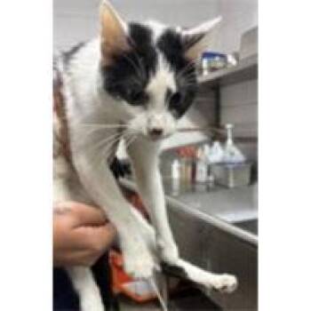 Domestic Short Hair Cats Available for Adoption in Fort Worth, Texas - Melrose | PetCurious