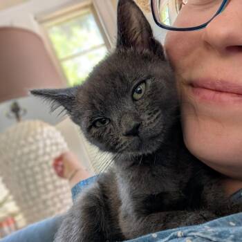 Domestic Short Hair Cats Available for Adoption in Baltimore, Maryland - Lady Glittersparkles 4 [green] | PetCurious