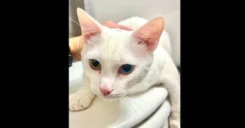 Kahula -  Domestic Short Hair Cat for Adoption in Chalfont, Pennsylvania - Kahula | PetCurious