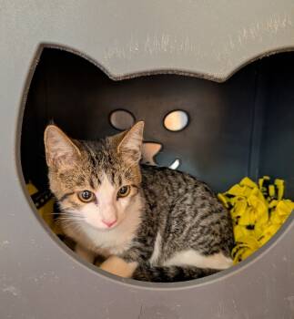 Rescue Domestic Medium Hair Cats for Adoption in Tucson, Arizona - Henry | PetCurious