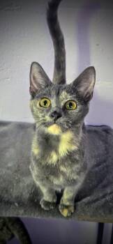 Sterling -  Domestic Short Hair Cat for Adoption in Greensburg, Pennsylvania - Sterling | PetCurious