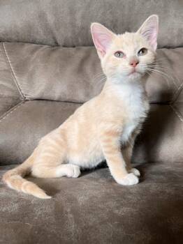 Zoie -  Domestic Short Hair Cat for Adoption in Rochester, Indiana - Zoie | PetCurious