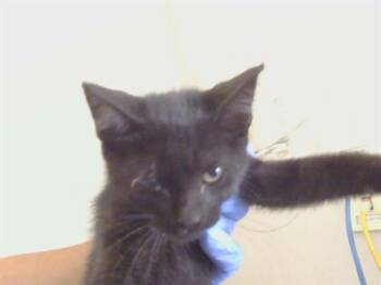 THOMPSON -  Domestic Short Hair Cat for Adoption in Sacramento, California - THOMPSON | PetCurious