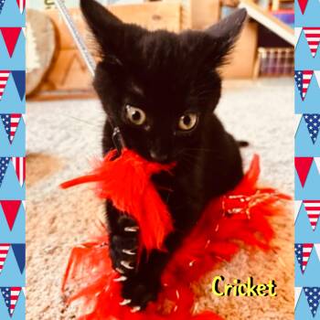 Cricket -  Domestic Medium Hair Cat for Adoption in Red Lodge, Montana - Cricket | PetCurious