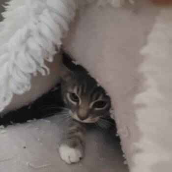 Rescue Domestic Short Hair Cats for Adoption in Belfair, Washington - Odin | PetCurious