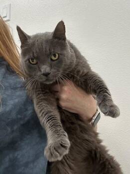 Shadow -  Domestic Short Hair Cat for Adoption in Newberg, Oregon - Shadow | PetCurious