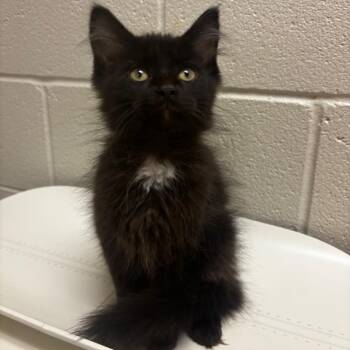 Cory -  Domestic Medium Hair Cat for Adoption in Bristol, Indiana - Cory | PetCurious