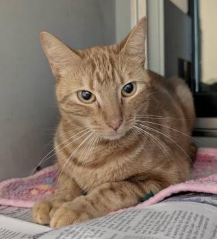 Koda -  Domestic Short Hair Cat for Adoption in Rowlett, Texas - Koda | PetCurious