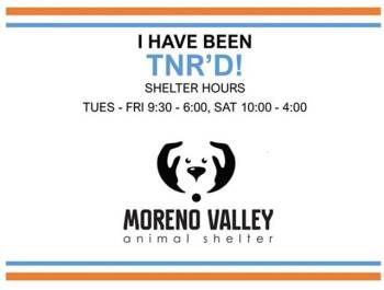 A553006 -  Domestic Short Hair Cat for Adoption in Moreno Valley, California - A553006 | PetCurious