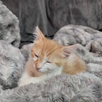 Clementine McGuire -  Domestic Short Hair Cat for Adoption in Eagle Mountain, Utah - Clementine McGuire | PetCurious
