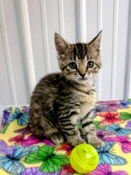 Evie -  American Shorthair Cat for Adoption in Big Rapids, Michigan - Evie | PetCurious