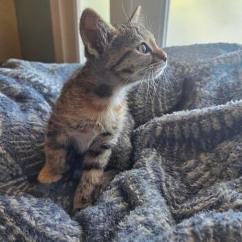 Tostada -  Domestic Short Hair Cat Available for Adoption in Brea, California - Tostada | PetCurious