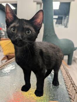 Seager -  Domestic Short Hair Cat for Adoption in Palm Harbor, Florida - Seager | PetCurious