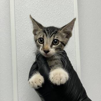 Breakfast Sandwich -  Domestic Short Hair Cat for Adoption in Abilene, Texas - Breakfast Sandwich | PetCurious