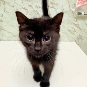 Panamera -  Domestic Medium Hair Cat for Adoption - Panamera | PetCurious