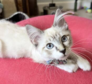 Bunnelby (bonded w/ Diggersby) -  Siamese Cat for Adoption in San Jose, California - Bunnelby (bonded W/ Diggersby) | PetCurious