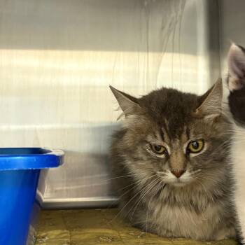 Billina -  Domestic Medium Hair Cat Available for Adoption in Kanab, Utah - Billina | PetCurious