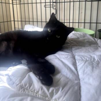 Autumn -  Domestic Short Hair Cat for Adoption in Los Angeles, California - Autumn | PetCurious