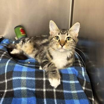 Annabelle -  Domestic Medium Hair Cat for Adoption in Beaumont, Texas - Annabelle | PetCurious