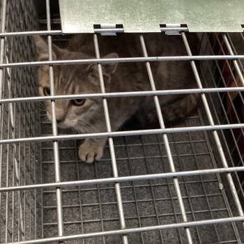 Cheester -  Domestic Short Hair Cat for Adoption in Montgomery, Alabama - Cheester | PetCurious