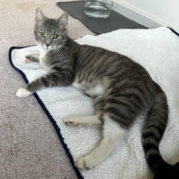 Domestic Short Hair Cats Available for Adoption in Fairfax, Virginia - Dandi | PetCurious
