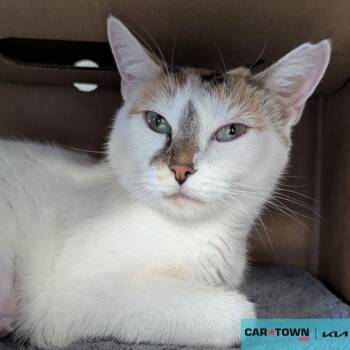 Domestic Short Hair Cats Available for Adoption - Ember | PetCurious