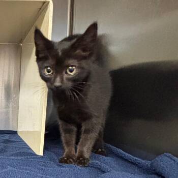 Girl -  Domestic Short Hair Cat for Adoption in Newark, New Jersey - Girl | PetCurious