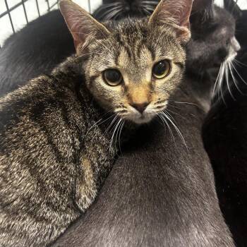 Domestic Short Hair Cats Available for Adoption in Philadelphia, Pennsylvania - Kyllo | PetCurious