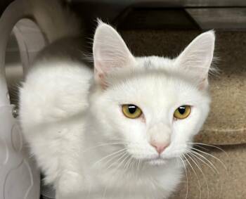 Domestic Medium Hair Cats Available for Adoption in Anchorage, Alaska - HAMISH | PetCurious
