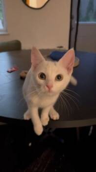 Burrata -  American Shorthair Cat for Adoption in New York, New York - Burrata | PetCurious