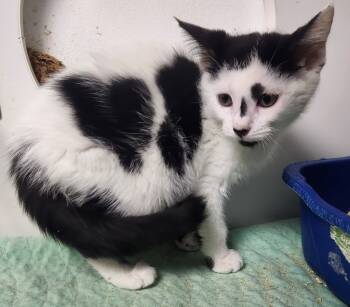 Rescue Domestic Medium Hair Cats for Adoption in Walnutport, Pennsylvania - Henry | PetCurious