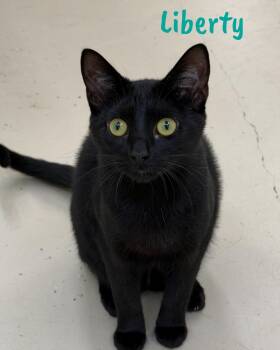 Domestic Short Hair Cats Available for Adoption in Pawleys Island, South Carolina - Liberty | PetCurious
