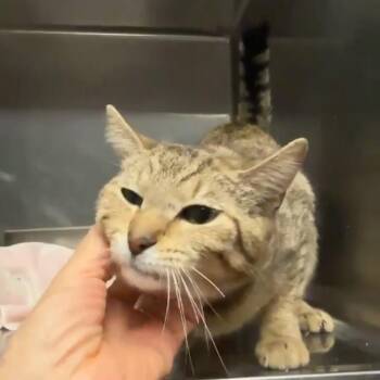Domestic Short Hair Cats Available for Adoption in Chicago, Illinois - Tabrina | PetCurious