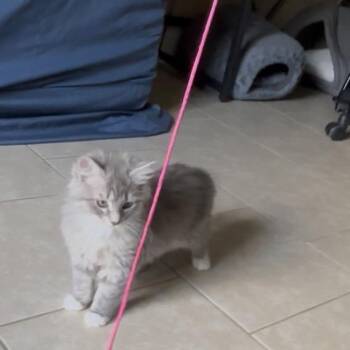 Domestic Long Hair Cats Available for Adoption in Opelika, Alabama - Hashbrown | PetCurious