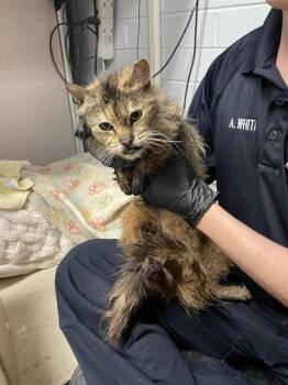 Domestic Long Hair Cats Available for Adoption - BAILEY | PetCurious