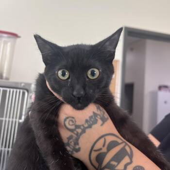Domestic Short Hair Cats Available for Adoption in Las Vegas, Nevada - Trinity | PetCurious