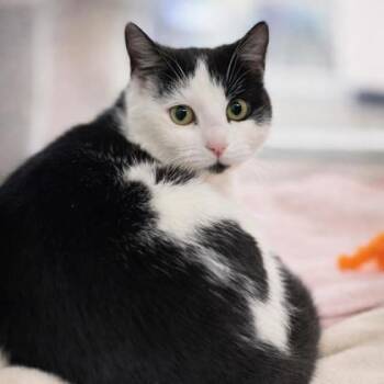 Domestic Short Hair Cats Available for Adoption - Tanzania | PetCurious