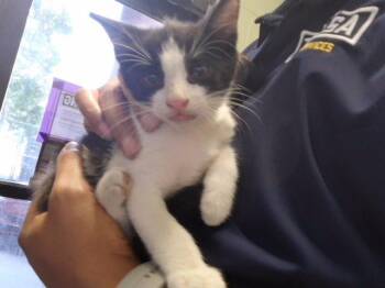 GENE -  Domestic Short Hair Cat for Adoption in Tulsa, Oklahoma - GENE | PetCurious