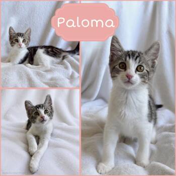 Paloma -  Tabby Cat for Adoption in Oakley, California - Paloma | PetCurious