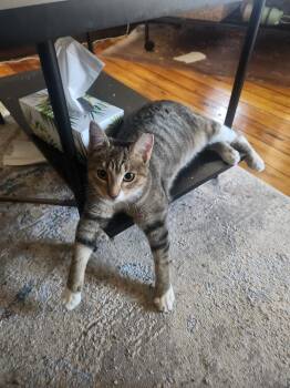 Rescue Domestic Short Hair Cats for Adoption in Brighton, New York - Honey | PetCurious