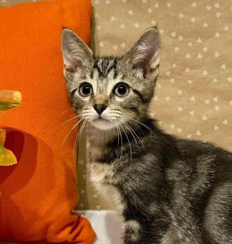 Felix -  Domestic Short Hair Cat for Adoption in Groveland, Massachusetts - Felix | PetCurious