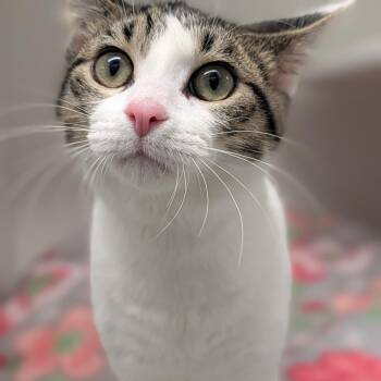 Cheese -  Domestic Short Hair Cat for Adoption in Jasper, Indiana - Cheese | PetCurious