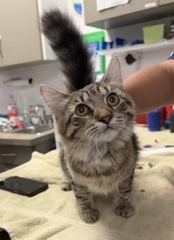 Zesty Buffalo -  Domestic Short Hair Cat for Adoption in West Chester, Pennsylvania - Zesty Buffalo | PetCurious