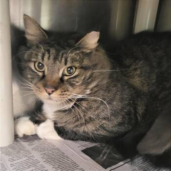 Domestic Medium Hair Cats Available for Adoption - Buddy Holly | PetCurious