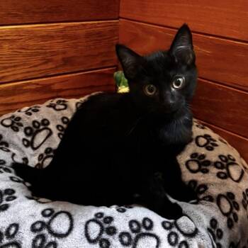 NCI5616 Knox -  Domestic Short Hair Cat for Adoption in Port Washington, New York - NCI5616 Knox | PetCurious