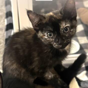 Eloise -  Domestic Short Hair Cat for Adoption in Long Beach, California - Eloise | PetCurious